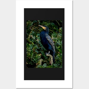 OAKEY COKEY CORMORANT Posters and Art